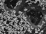 3HD-small-nanoart-sem-raw image 3HD-small-nanoart-sem-raw image